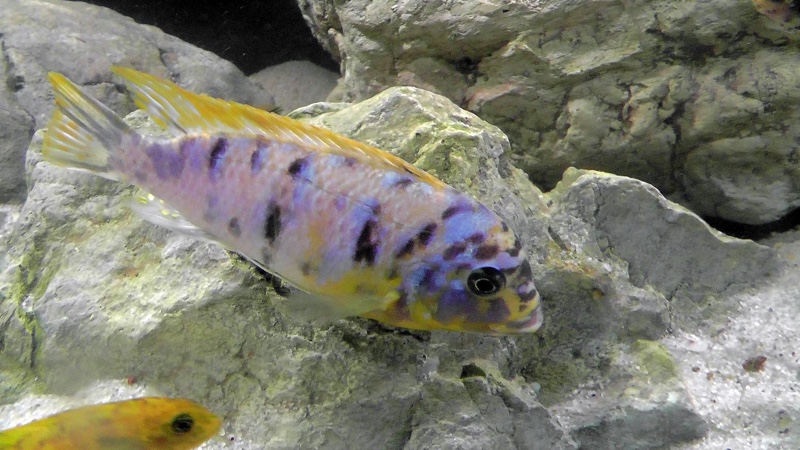 Maylandia fainzilberi 'Lundo Island'